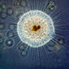 Cell Theory